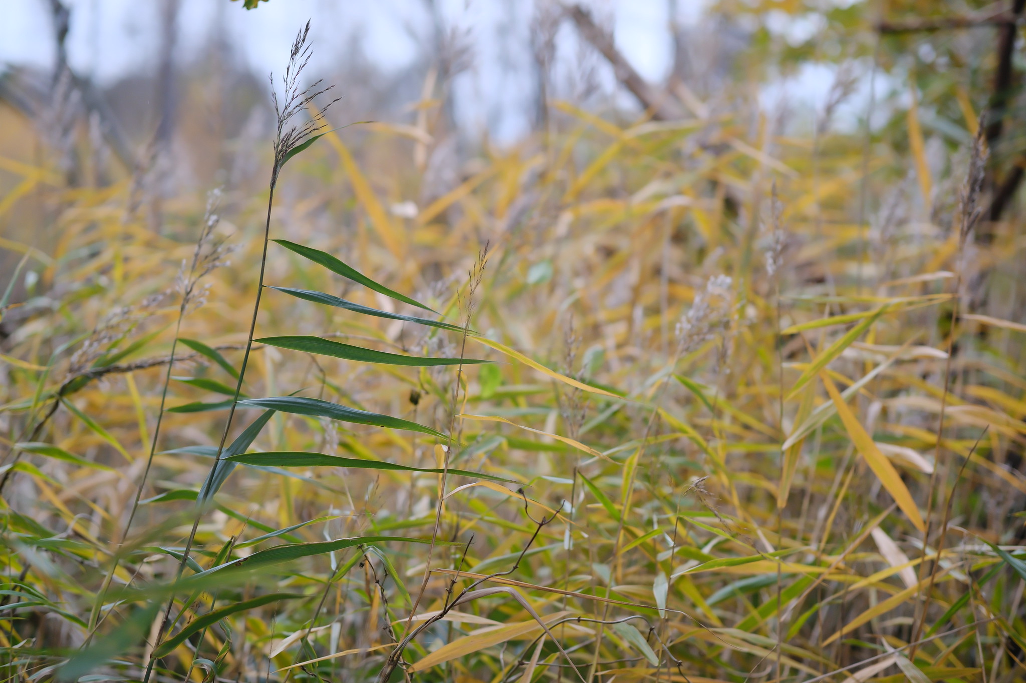 Siv med sløret baggrund