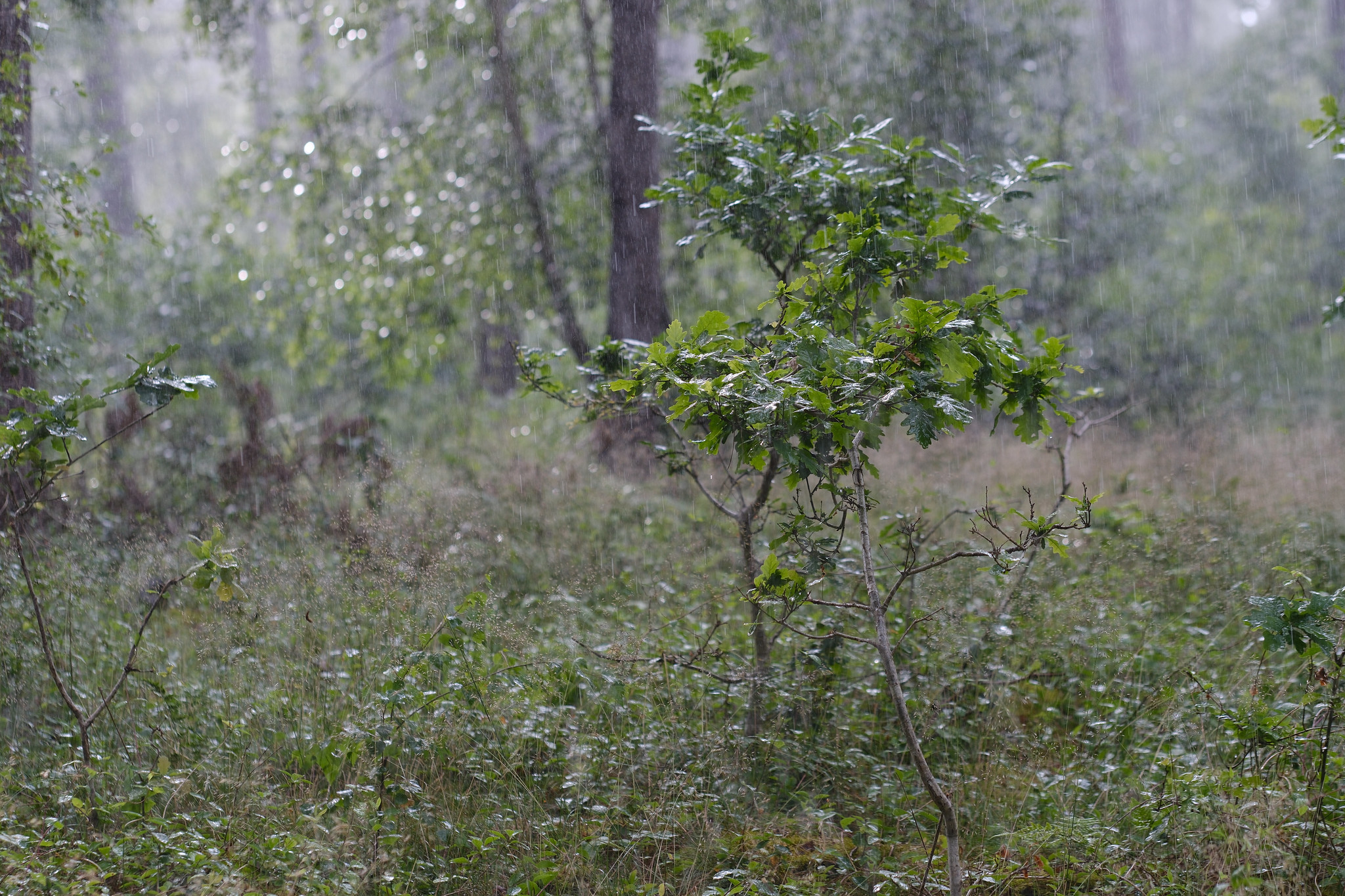 Regnvejr i skov